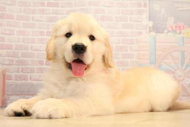 岐阜県のゴールデンレトリバー (Coo&RIKU各務原店/2025年3月16日生まれ/女の子/ゴールデン)の子犬の3枚目の画像