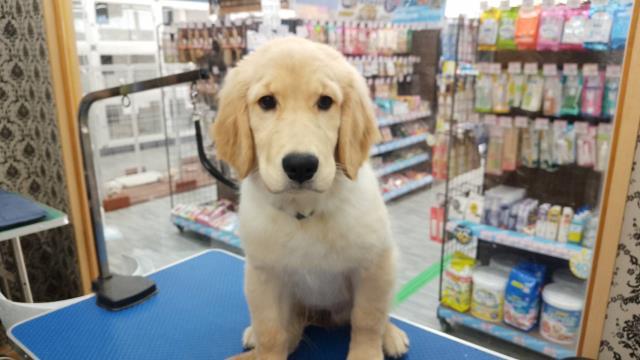 岐阜県のゴールデンレトリバー (Coo&RIKU各務原店/2025年3月16日生まれ/女の子/ゴールデン)の子犬の4枚目の画像