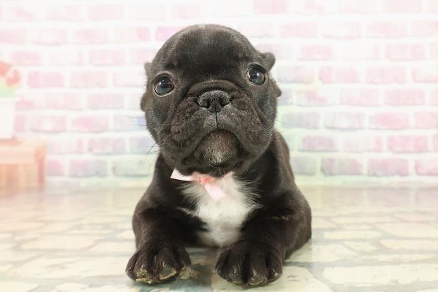 フレンチブルドッグ