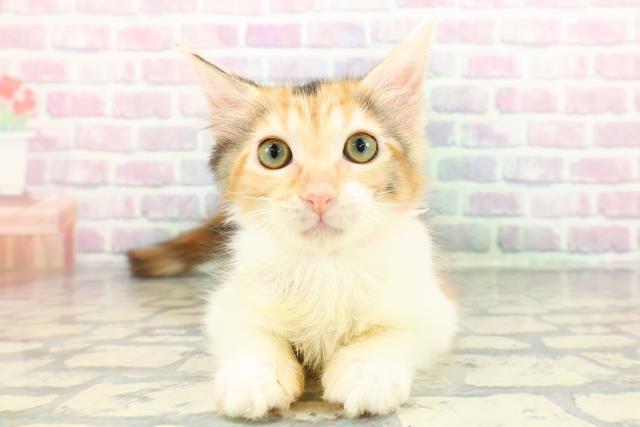 東京都のメインクーン (Coo&RIKU練馬店/2025年11月26日生まれ/女の子/キャリコ)の子猫の1枚目の画像