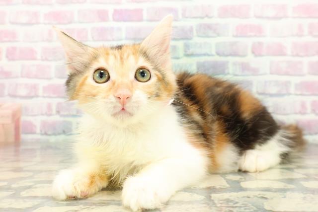 東京都のメインクーン (Coo&RIKU練馬店/2025年11月26日生まれ/女の子/キャリコ)の子猫の2枚目の画像