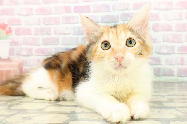 東京都のメインクーン (Coo&RIKU練馬店/2025年11月26日生まれ/女の子/キャリコ)の子猫の3枚目の画像