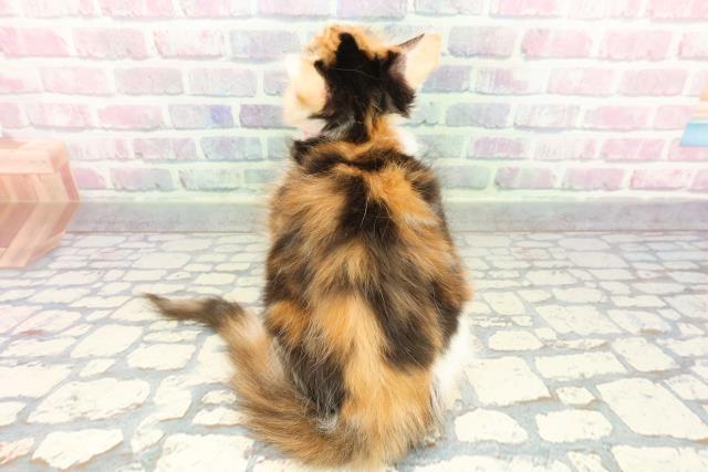 東京都のメインクーン (Coo&RIKU練馬店/2025年11月26日生まれ/女の子/キャリコ)の子猫の4枚目の画像