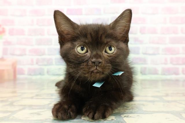 東京都のアメリカンショートヘアー (Coo&RIKU浅草店/2025年12月24日生まれ/男の子/ブラックスモーク)の子猫の1枚目の画像