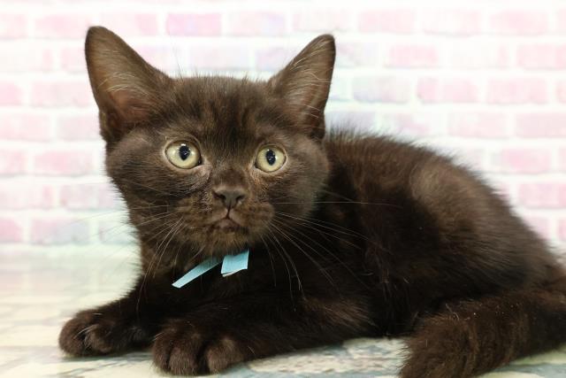 東京都のアメリカンショートヘアー (Coo&RIKU浅草店/2025年12月24日生まれ/男の子/ブラックスモーク)の子猫の2枚目の画像