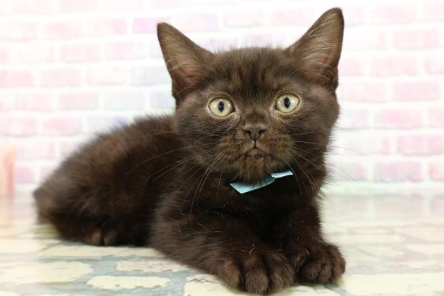 東京都のアメリカンショートヘアー (Coo&RIKU浅草店/2025年12月24日生まれ/男の子/ブラックスモーク)の子猫の3枚目の画像