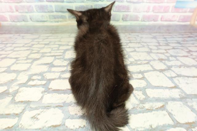 東京都のアメリカンショートヘアー (Coo&RIKU浅草店/2025年12月24日生まれ/男の子/ブラックスモーク)の子猫の4枚目の画像