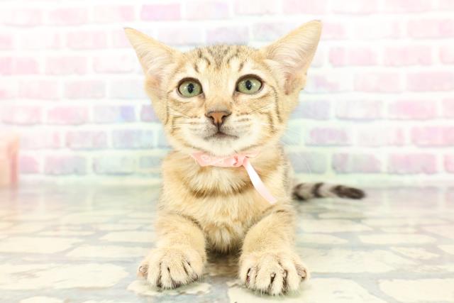 東京都のエジプシャンマウ (Coo&RIKU中野サンモール店/2025年12月19日生まれ/女の子/ブロンズ)の子猫の1枚目の画像