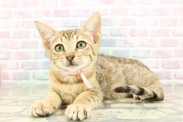 東京都のエジプシャンマウ (Coo&RIKU中野サンモール店/2025年12月19日生まれ/女の子/ブロンズ)の子猫の2枚目の画像