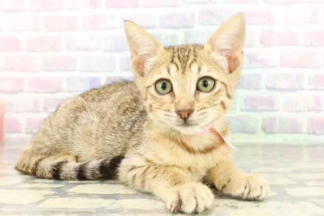 東京都のエジプシャンマウ (Coo&RIKU中野サンモール店/2025年12月19日生まれ/女の子/ブロンズ)の子猫の3枚目の画像