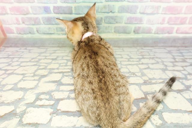 東京都のエジプシャンマウ (Coo&RIKU中野サンモール店/2025年12月19日生まれ/女の子/ブロンズ)の子猫の4枚目の画像