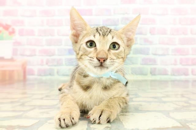 東京都のエジプシャンマウ (Coo&RIKU武蔵小山店/2025年12月19日生まれ/男の子/ブロンズ)の子猫の1枚目の画像