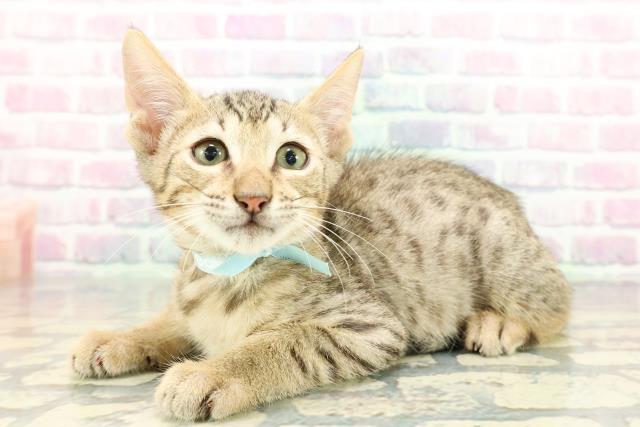 東京都のエジプシャンマウ (Coo&RIKU武蔵小山店/2025年12月19日生まれ/男の子/ブロンズ)の子猫の2枚目の画像