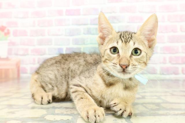 東京都のエジプシャンマウ (Coo&RIKU武蔵小山店/2025年12月19日生まれ/男の子/ブロンズ)の子猫の3枚目の画像