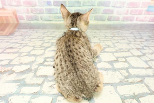 東京都のエジプシャンマウ (Coo&RIKU武蔵小山店/2025年12月19日生まれ/男の子/ブロンズ)の子猫の4枚目の画像