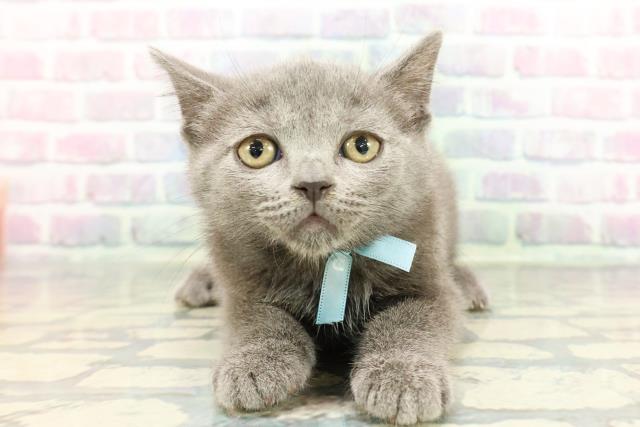 東京都のブリティッシュショートヘアー (Coo&RIKU池袋西口店/2025年12月20日生まれ/男の子/ブルー)の子猫の1枚目の画像