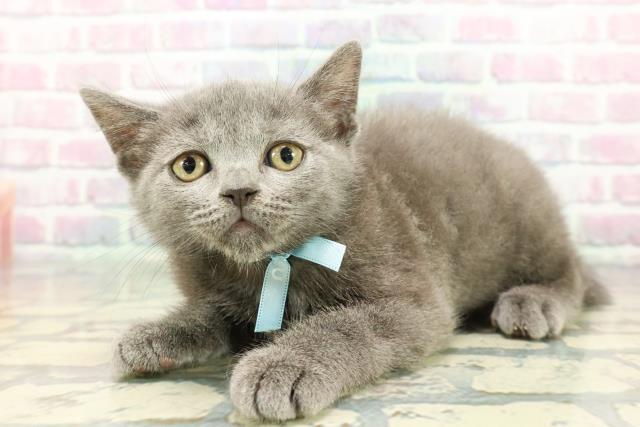 東京都のブリティッシュショートヘアー (Coo&RIKU池袋西口店/2025年12月20日生まれ/男の子/ブルー)の子猫の2枚目の画像