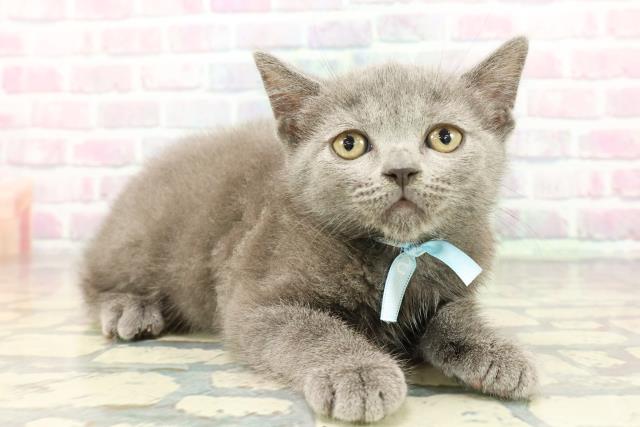 東京都のブリティッシュショートヘアー (Coo&RIKU池袋西口店/2025年12月20日生まれ/男の子/ブルー)の子猫の3枚目の画像