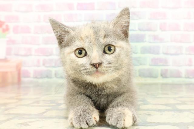 東京都のブリティッシュショートヘアー (Coo&RIKU赤坂店/2025年12月20日生まれ/女の子/ブルークリーム)の子猫の1枚目の画像