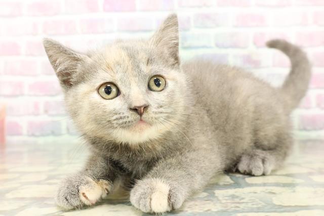 東京都のブリティッシュショートヘアー (Coo&RIKU赤坂店/2025年12月20日生まれ/女の子/ブルークリーム)の子猫の2枚目の画像