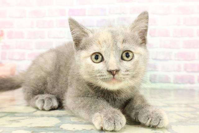 東京都のブリティッシュショートヘアー (Coo&RIKU赤坂店/2025年12月20日生まれ/女の子/ブルークリーム)の子猫の3枚目の画像