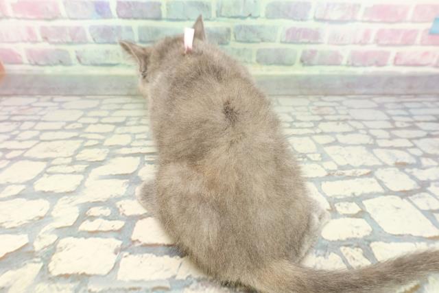 東京都のブリティッシュショートヘアー (Coo&RIKU赤坂店/2025年12月20日生まれ/女の子/ブルークリーム)の子猫の4枚目の画像