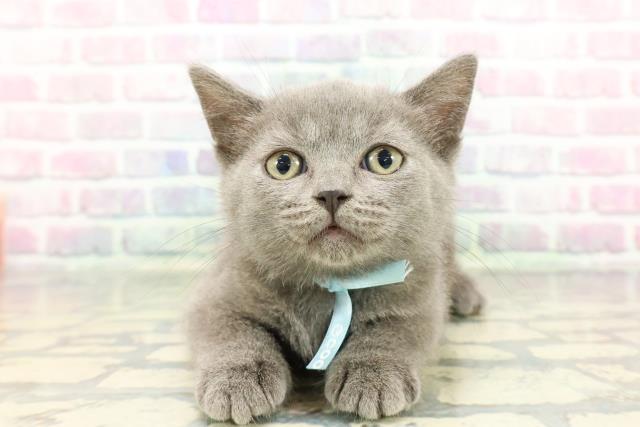 千葉県のブリティッシュショートヘアー (Coo&RIKU流山店/2025年12月20日生まれ/男の子/ブルー)の子猫の1枚目の画像