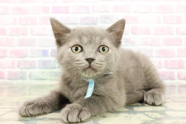 千葉県のブリティッシュショートヘアー (Coo&RIKU流山店/2025年12月20日生まれ/男の子/ブルー)の子猫の2枚目の画像
