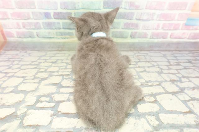 千葉県のブリティッシュショートヘアー (Coo&RIKU流山店/2025年12月20日生まれ/男の子/ブルー)の子猫の4枚目の画像