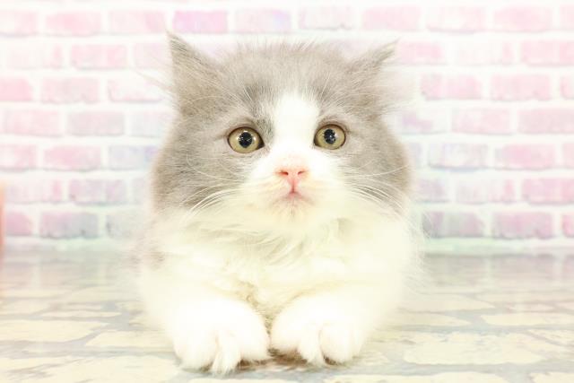 東京都のブリティッシュロングヘアー (Coo&RIKU板橋店/2025年12月13日生まれ/男の子/ブルーホワイト)の子猫の1枚目の画像