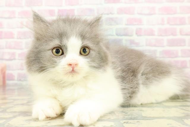 東京都のブリティッシュロングヘアー (Coo&RIKU板橋店/2025年12月13日生まれ/男の子/ブルーホワイト)の子猫の2枚目の画像
