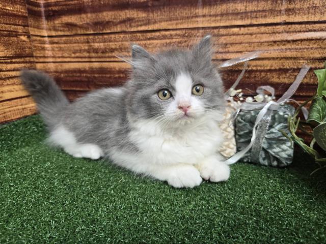 東京都のブリティッシュロングヘアー (Coo&RIKU板橋店/2025年12月13日生まれ/男の子/ブルーホワイト)の子猫の3枚目の画像