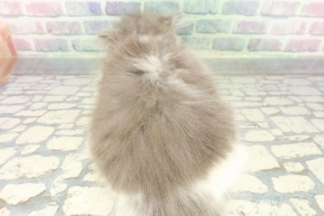 東京都のブリティッシュロングヘアー (Coo&RIKU板橋店/2025年12月13日生まれ/男の子/ブルーホワイト)の子猫の4枚目の画像