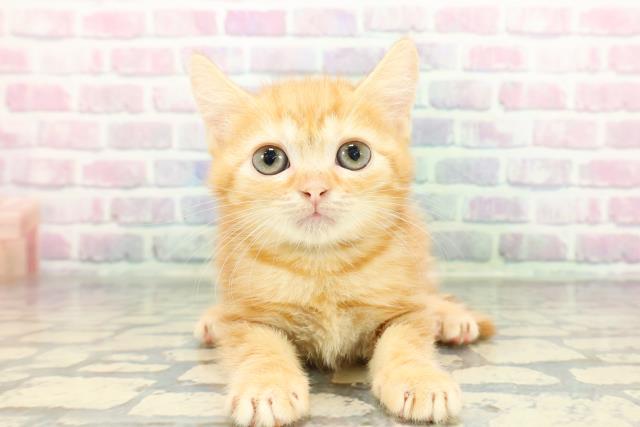 東京都のマンチカン (Coo&RIKU武蔵小山店/2025年12月16日生まれ/男の子/レッドタビー)の子猫の1枚目の画像