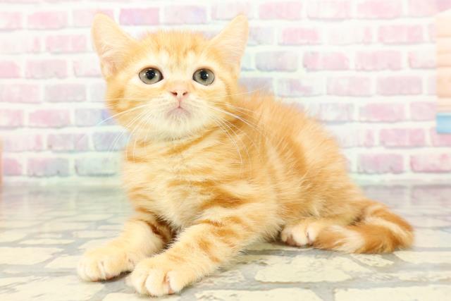 東京都のマンチカン (Coo&RIKU武蔵小山店/2025年12月16日生まれ/男の子/レッドタビー)の子猫の2枚目の画像