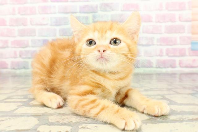 東京都のマンチカン (Coo&RIKU武蔵小山店/2025年12月16日生まれ/男の子/レッドタビー)の子猫の3枚目の画像