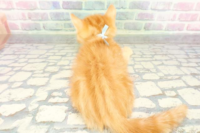 東京都のマンチカン (Coo&RIKU武蔵小山店/2025年12月16日生まれ/男の子/レッドタビー)の子猫の4枚目の画像