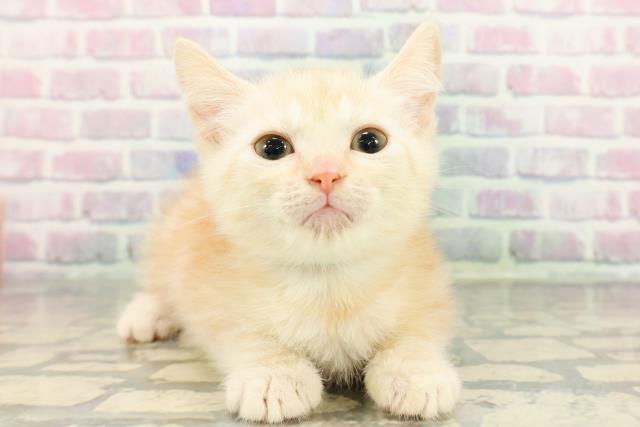 東京都のマンチカン (Coo&RIKU池袋西口店/2025年12月16日生まれ/男の子/カメオタビー)の子猫の1枚目の画像