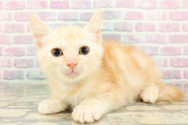 東京都のマンチカン (Coo&RIKU池袋西口店/2025年12月16日生まれ/男の子/カメオタビー)の子猫の2枚目の画像