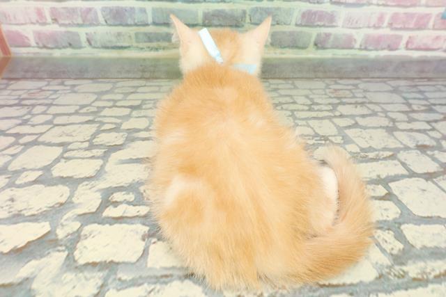 東京都のマンチカン (Coo&RIKU池袋西口店/2025年12月16日生まれ/男の子/カメオタビー)の子猫の4枚目の画像