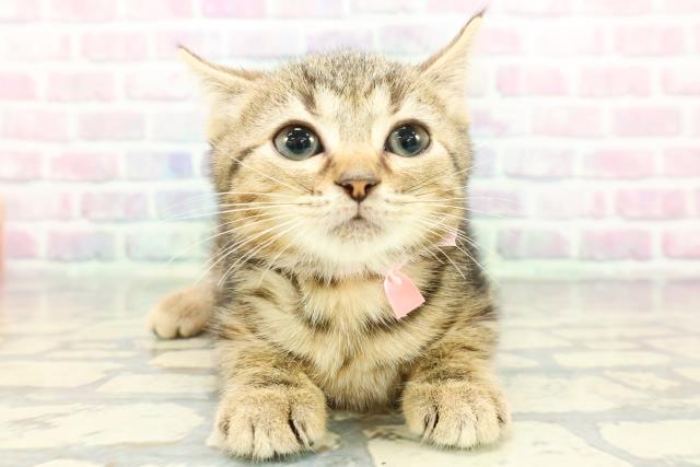 東京都のマンチカン (Coo&RIKU下北沢店/2025年12月16日生まれ/女の子/ブラウンタビー)の子猫の1枚目の画像