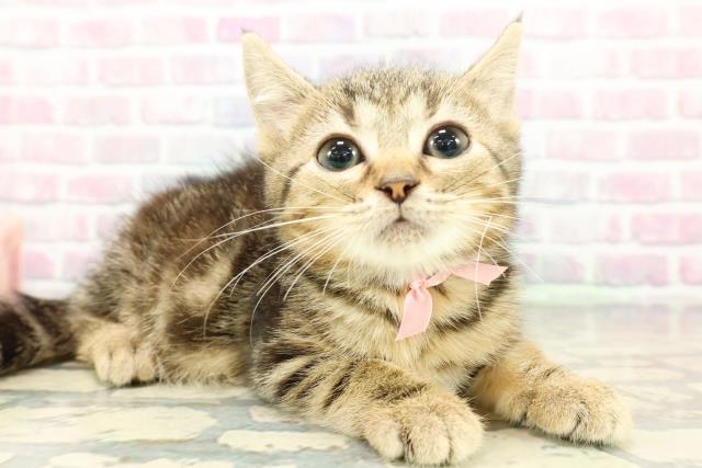 東京都のマンチカン (Coo&RIKU下北沢店/2025年12月16日生まれ/女の子/ブラウンタビー)の子猫の3枚目の画像