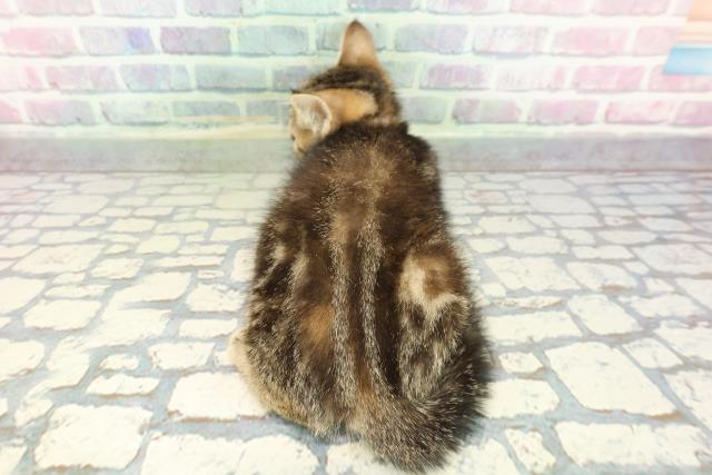 東京都のマンチカン (Coo&RIKU下北沢店/2025年12月16日生まれ/女の子/ブラウンタビー)の子猫の4枚目の画像