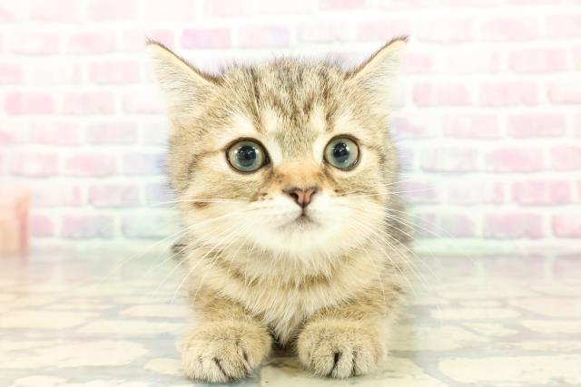 東京都のミヌエット (Coo&RIKU高円寺店/2025年12月14日生まれ/女の子/ブラウンタビー)の子猫の1枚目の画像