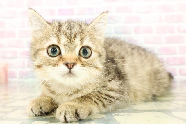 東京都のミヌエット (Coo&RIKU高円寺店/2025年12月14日生まれ/女の子/ブラウンタビー)の子猫の2枚目の画像