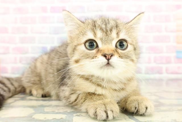 東京都のミヌエット (Coo&RIKU高円寺店/2025年12月14日生まれ/女の子/ブラウンタビー)の子猫の3枚目の画像