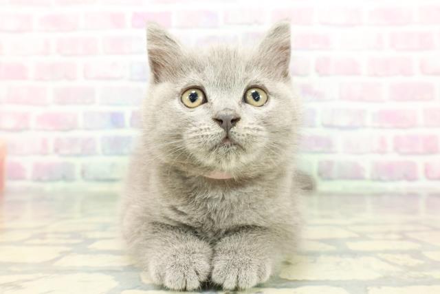 東京都のブリティッシュショートヘアー (Coo&RIKU武蔵小山店/2025年12月25日生まれ/女の子/ブルー)の子猫の1枚目の画像