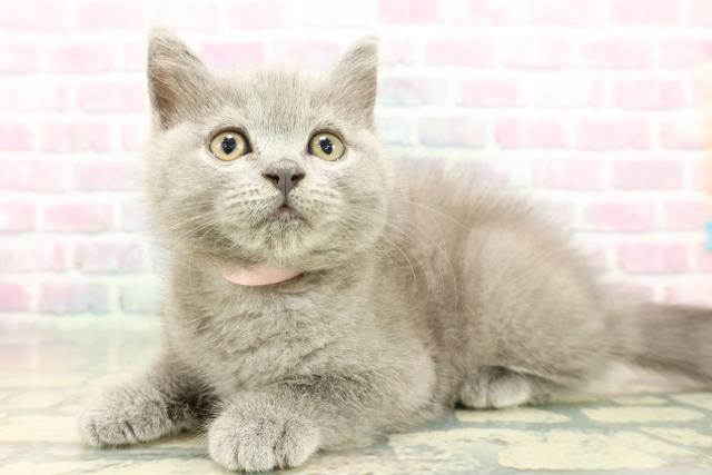 東京都のブリティッシュショートヘアー (Coo&RIKU武蔵小山店/2025年12月25日生まれ/女の子/ブルー)の子猫の2枚目の画像