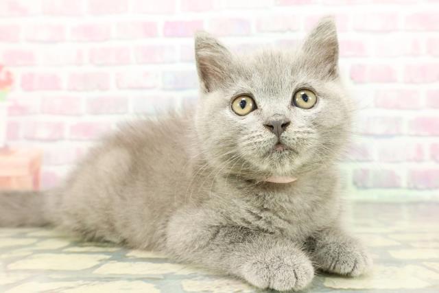 東京都のブリティッシュショートヘアー (Coo&RIKU武蔵小山店/2025年12月25日生まれ/女の子/ブルー)の子猫の3枚目の画像