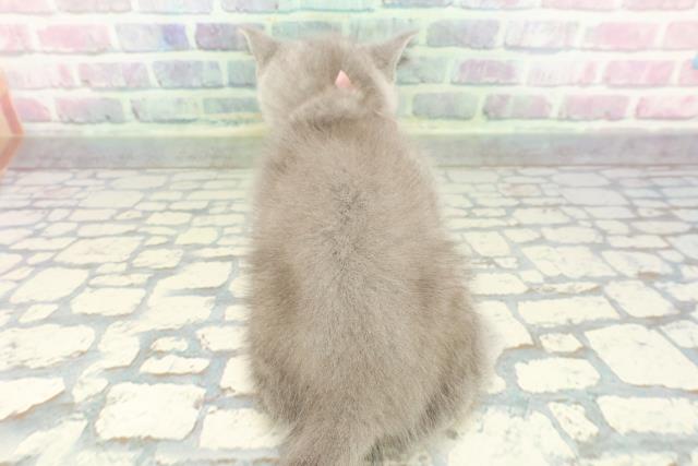 東京都のブリティッシュショートヘアー (Coo&RIKU武蔵小山店/2025年12月25日生まれ/女の子/ブルー)の子猫の4枚目の画像